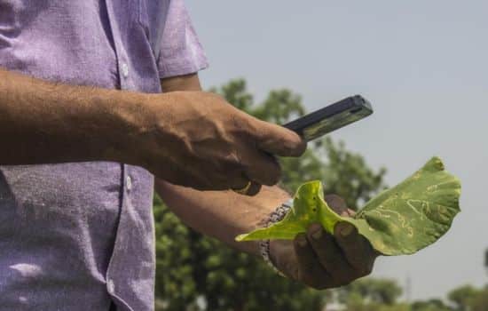 Apps para Identificar Plantas y Diagnosticar Enfermedades